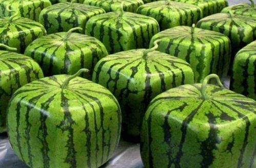 最全吃瓜在线观看,在线观看一网打尽！