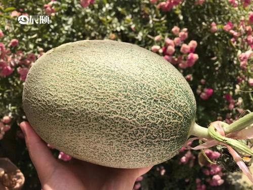 辰飞视频吃瓜,揭秘娱乐圈吃瓜大事件，带你领略幕后真相