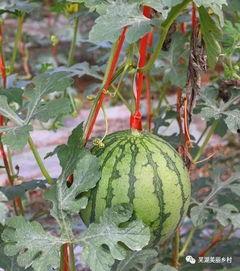 保护瓜吃瓜,保护瓜吃瓜行动