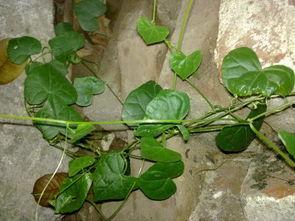 吃瓜会长图片,网络红人的崛起与影响力