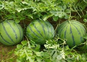 孕妇梦见吃西瓜吃哈密瓜,西瓜与哈密瓜的甜蜜寓意