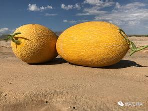 夏天晚上吃蜜瓜,清凉甜蜜的味蕾之旅