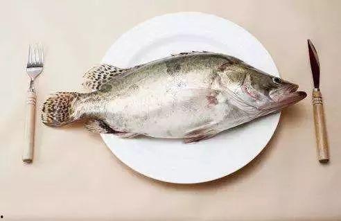 吃瓜喂鱼视频,趣味互动，共享欢乐时光