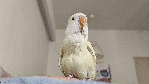 牡丹鹦鹉吃哈密瓜拉稀,牡丹鹦鹉食用哈密瓜引发拉稀现象解析