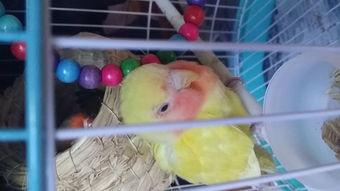 牡丹鹦鹉吃哈密瓜拉稀,牡丹鹦鹉食用哈密瓜引发拉稀现象解析