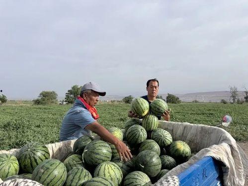 曲师吃瓜,吃瓜群众揭秘校园热点事件