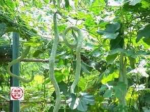 蛇瓜怎么吃做法,探索家常烹饪新选择