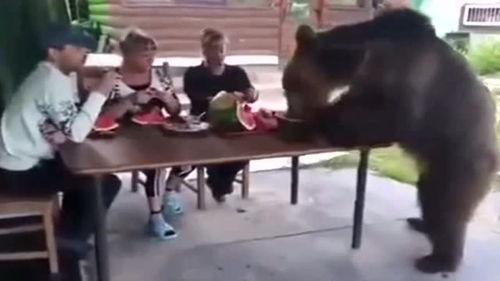 吃瓜同桌,揭秘吃瓜同桌背后的趣味与智慧