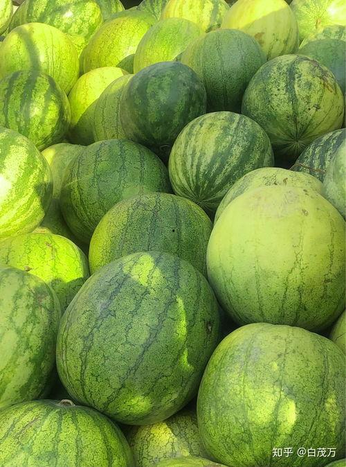 外国吃籽瓜,探索外国吃籽瓜的独特魅力