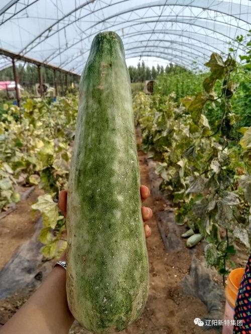 带你吃瓜闪电,闪电带你领略娱乐圈风云变幻