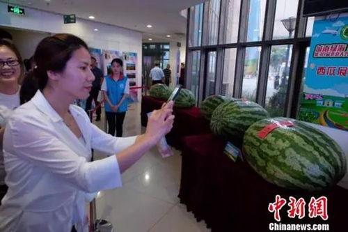 金乡吃瓜新闻事件,一场引发全民热议的“瓜田风波”