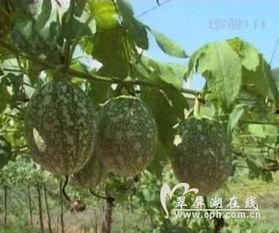 香炉吊瓜怎么吃,解锁美味新体验