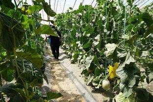 武陟温县吃瓜视频,揭秘当地特色美食与风土人情