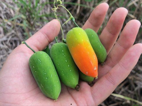 老鼠吃牛角瓜,牛角瓜中的神秘之旅