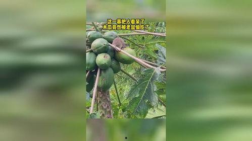 老鼠吃牛角瓜,牛角瓜中的神秘之旅