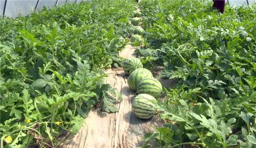 长垣最新吃瓜视频,揭秘当地热门事件背后的真相