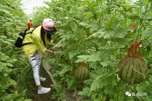 吃瓜网jia,带你走进网络娱乐的幕后世界