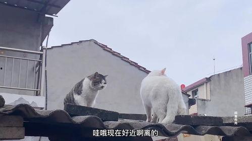 猫咪吃瓜情头