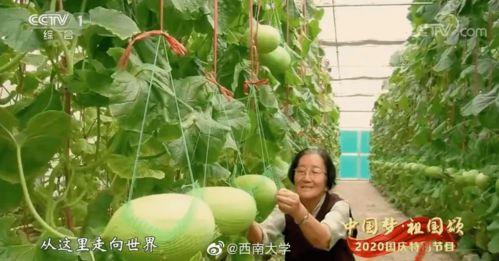 吃瓜者中国,网络舆论场中的围观力量