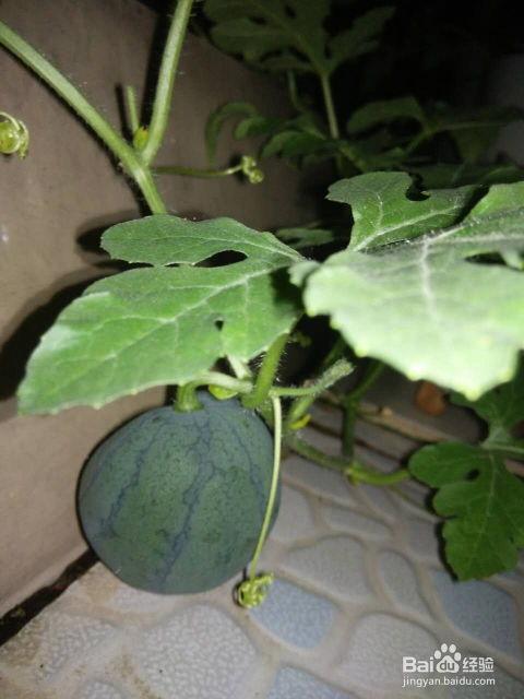 专门吃籽的瓜是什么瓜,探寻独特瓜类的新奇魅力