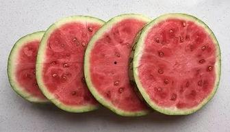 专门吃籽的瓜是什么瓜,探寻独特瓜类的新奇魅力