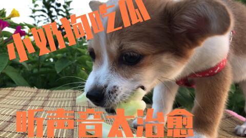 吃瓜狗的后续,揭秘娱乐圈风云再起