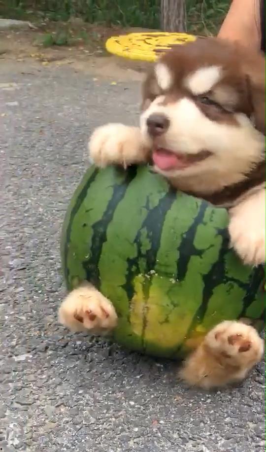 吃瓜狗的后续,揭秘娱乐圈风云再起