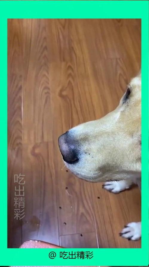 吃瓜狗的后续,揭秘娱乐圈风云再起