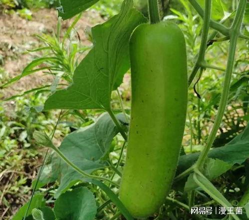 ob青训吃瓜,揭秘足球新星背后的“吃瓜”故事