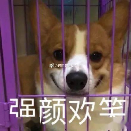 00后吃瓜表情包,吃瓜群众的“瓜”界新风尚