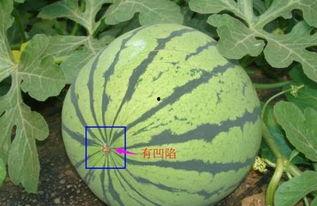 跟西瓜长一样的瓜怎么吃,解锁夏日清新食趣