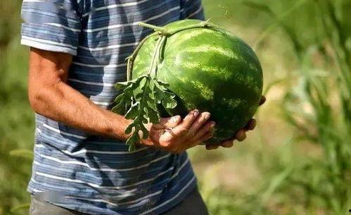 吃蓝瓜会引起小便黄吗